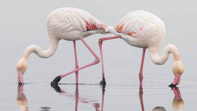Greater Flamingos by Todd Gustafson
